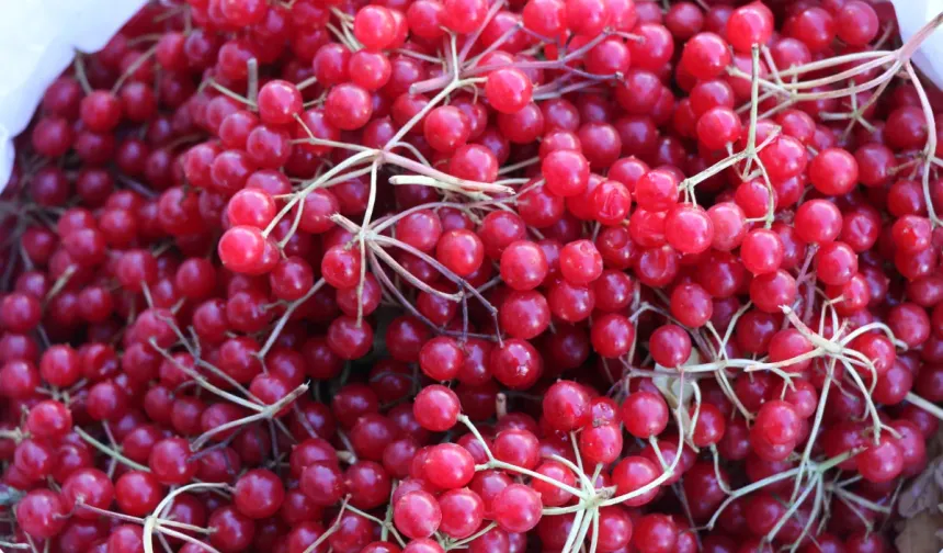 Erzincan’da şifa deposu gilaburuya ilgi arttı