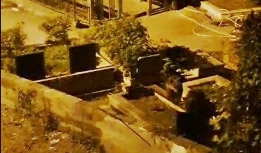 Zonguldak’ta mezarlıkta iki ayı yavrusu görüldü