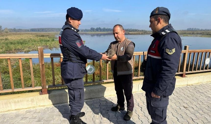 Yaralı halde bulunan baykuş ve kedi tedavi altına alındı