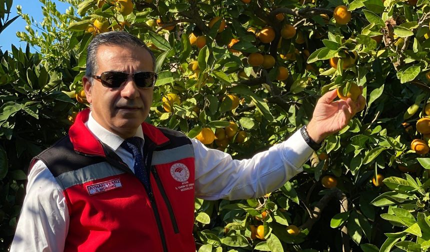 Aydın’da mandalina hasadı başladı