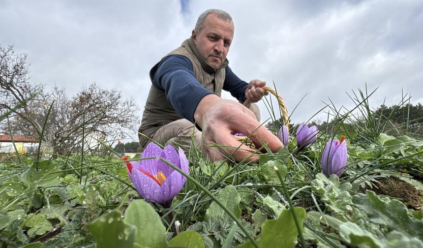 Soğuk ve yağışlı hava ‘dünyanın en pahalı baharatı'nda hasat süresini uzattı