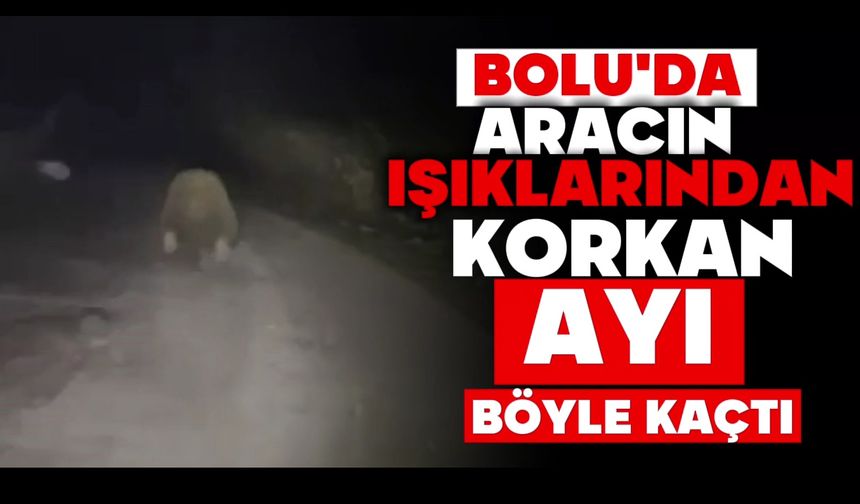 Aracın ışıklarından korkan ayı böyle kaçtı