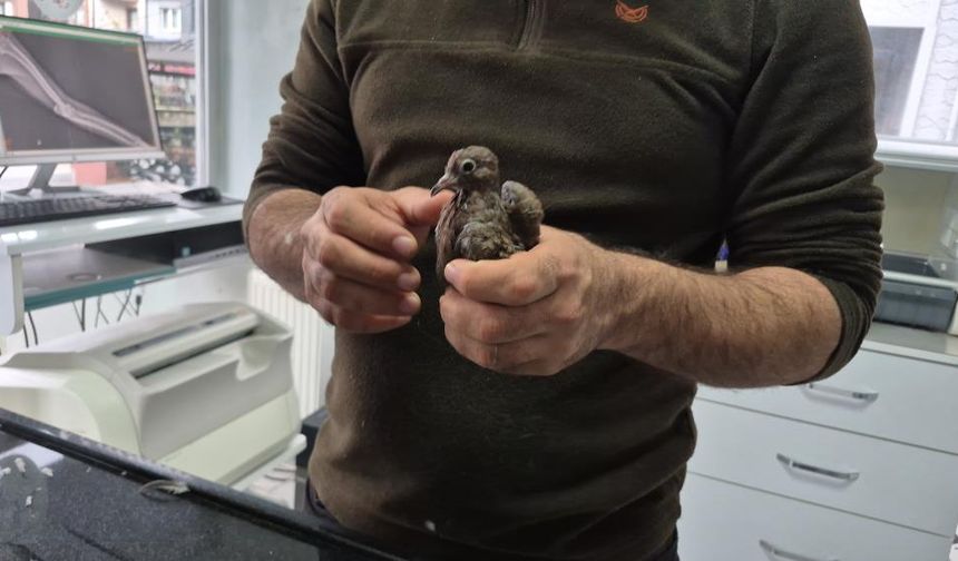 Duyarlı vatandaştan örnek davranış: Yolda bulduğu kumruya su verip veterinere teslim etti