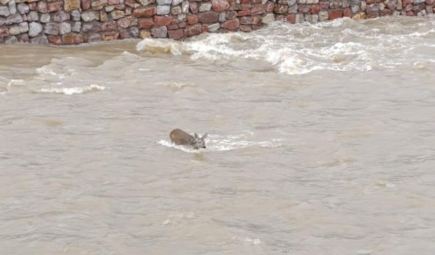 Çaya düşen karaca kurtarıldı