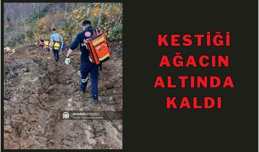 KESTİĞİ AĞACIN ALTINDA KALDI