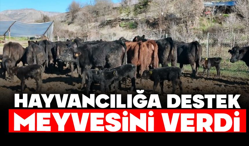 HAYVANCILIĞA DESTEK MEYVESİNİ VERDİ