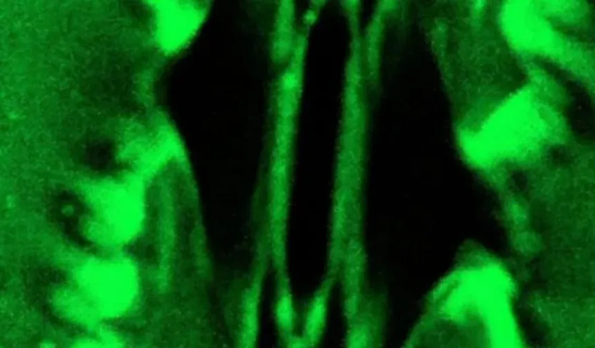 Bilim dünyasında bir ilk: Bitkilerin nefes alışı görüntülendi