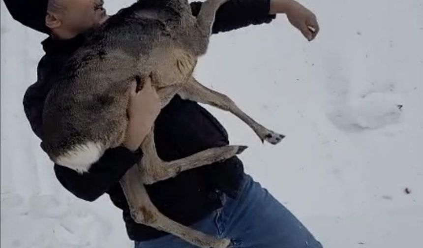 Yaralı karacayı kucağında taşıdı