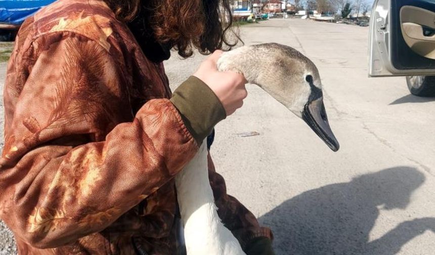 Vatandaşların bulduğu yaralı kuğu tedavi altına alındı