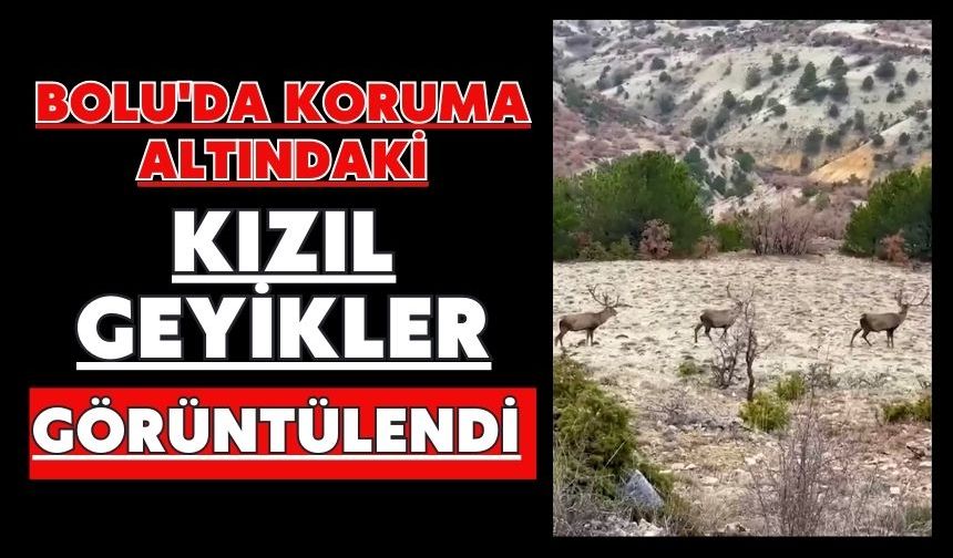 Bolu'da koruma altındaki kızıl geyikler görüntülendi