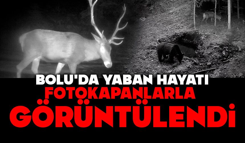 Bolu'da yaban hayatı fotokapanlarla görüntülendi