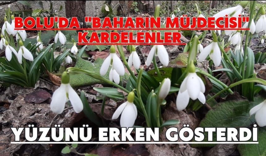 Bolu'da "baharın müjdecisi" kardelenler yüzünü erken gösterdi