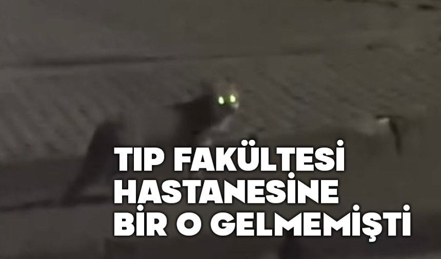 Tilki hastaneye kadar indi