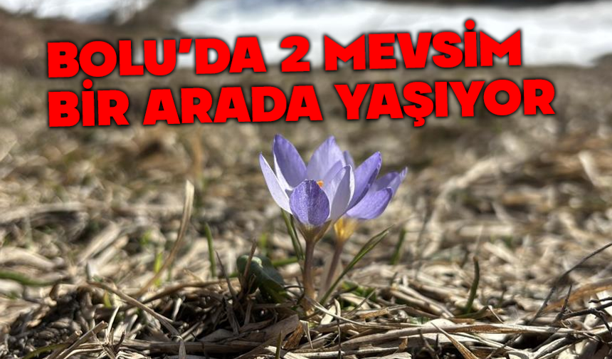 Bolu’da iki mevsim bir arada yaşanıyor: Karlar arasında çiğdemler çiçek açtı