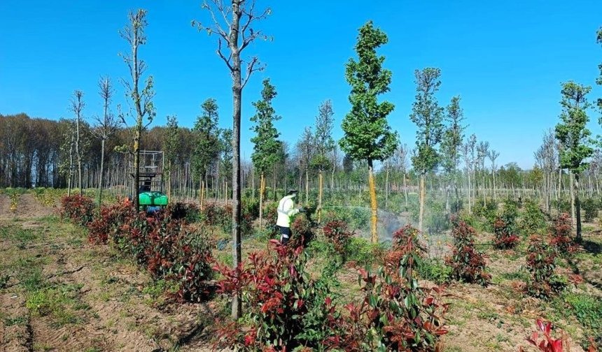 Üretim fidanlığında bitkiler hastalıklara karşı korumaya alındı