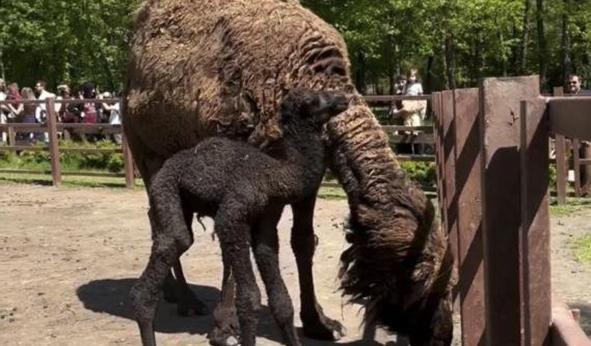 Ormanya'da doğan yavru deve için renkli kutlama