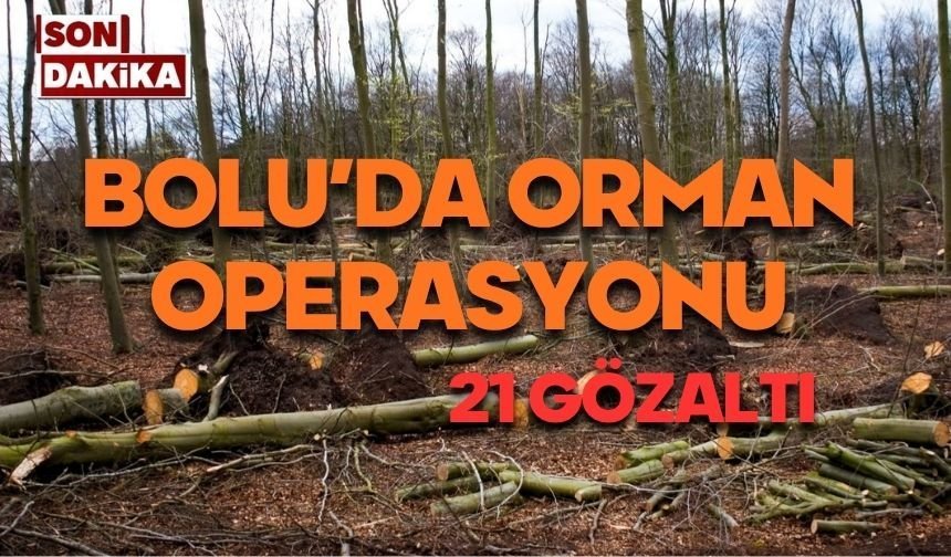Bolu'da orman operasyonu, çok sayıda gözaltı