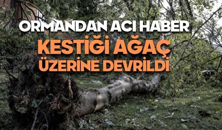 Ormanda kestiği ağaç üzerine düştü