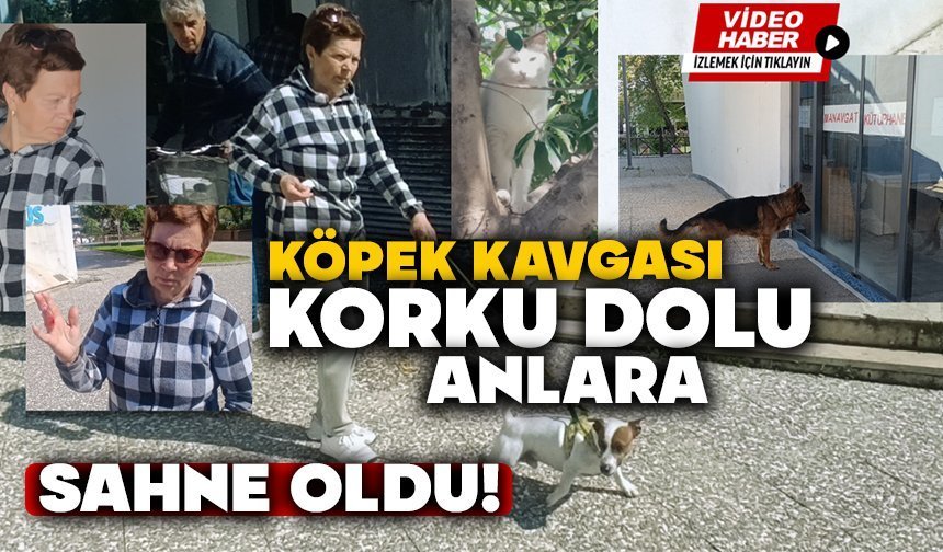 Köpek Kavgası Korku Dolu Anlara Sahne Oldu!