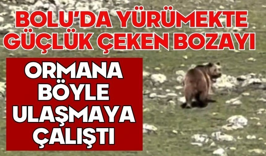 Bolu'da yürümekte güçlük çeken bozayı ormana böyle ulaşmaya çalıştı