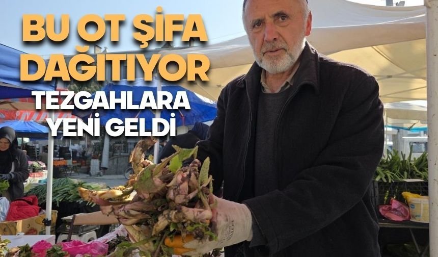 Bu ot şifa dağıtıyor, tezgahlara geldi