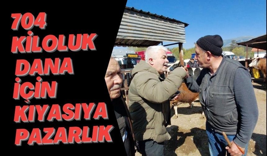 704 KİLOLUK DANA İÇİN KIYASIYA PAZARLIK