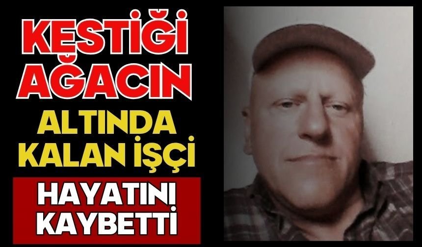 Kestiği ağacın altında kalan işçi hayatını kaybetti
