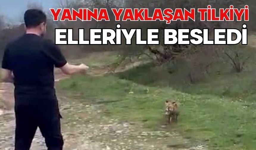 Yanına yaklaşan tilkiyi elleriyle besledi