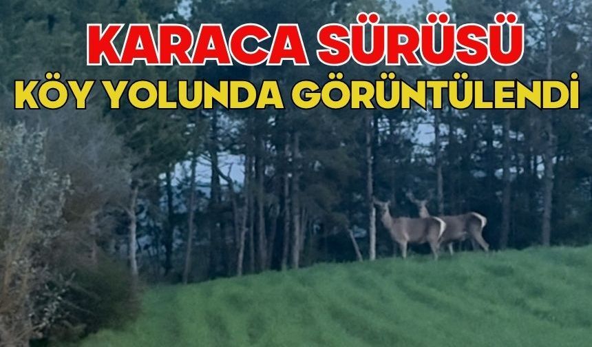 Karaca sürüsü köy yolunda görüntülendi