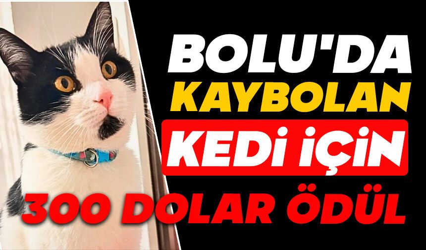 Kaybolan Kedi İçin 300 Dolar Ödül