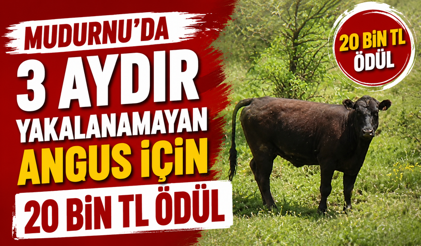 Mudurnu'da 3 Aydır Yakalanamayan Angus İçin 20 Bin TL Ödül