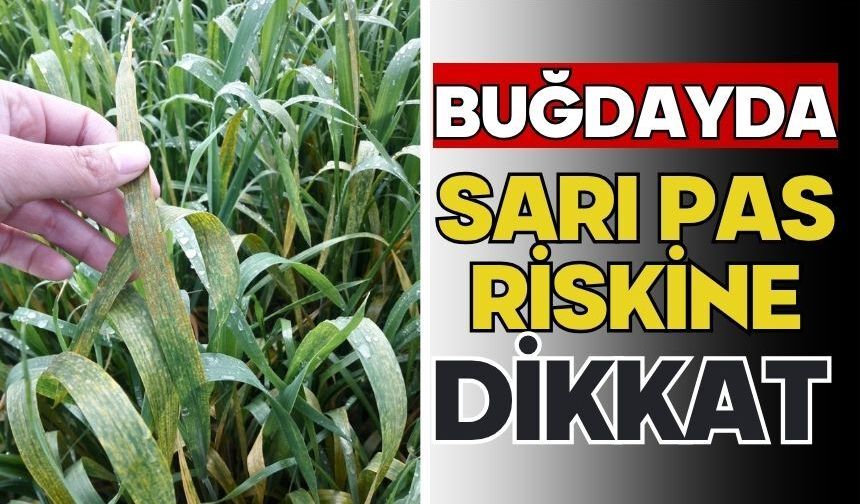 Buğdayda sarı pas riskine dikkat