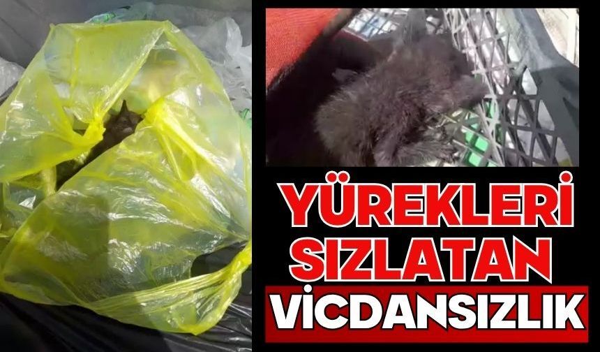 Yürekleri sızlatan vicdansızlık