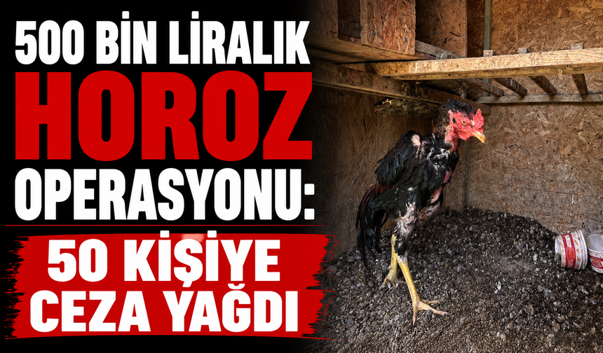 500 bin liralık horoz operasyonu: 50 kişiye ceza yağdı