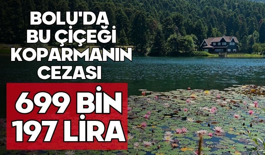 Bolu'da bu çiçeği koparmanın cezası 699 bin 197 lira