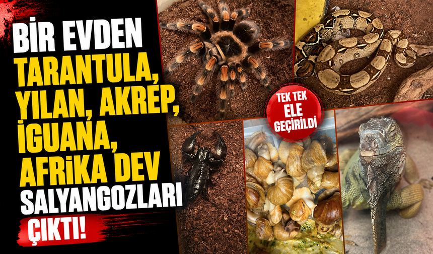 Bir evden tarantula, yılan, akrep, iguana, Afrika dev salyangozları çıktı
