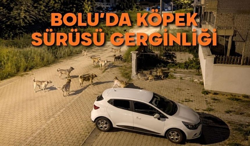 Bolu'da köpek sürüsü gerginliği