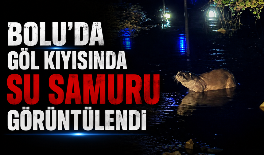 Bolu'da göl kıyısında su samuru görüntülendi