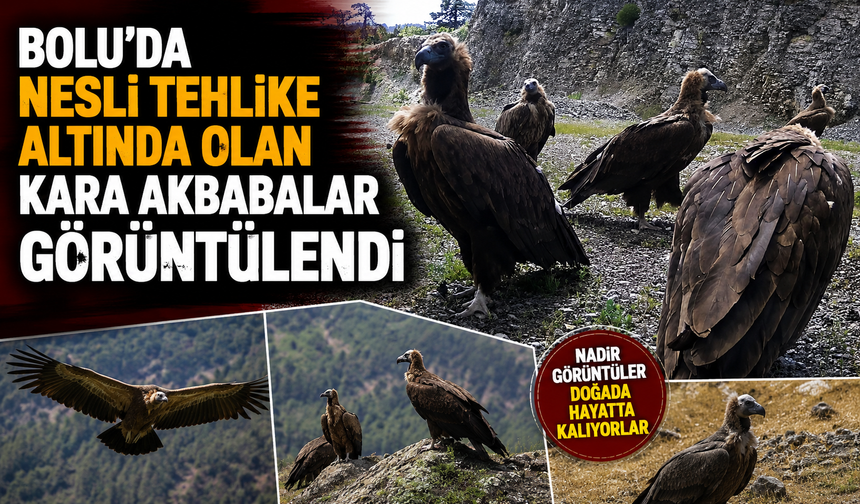 Bolu'da nesli tehlike altında olan kara akbabalar görüntülendi