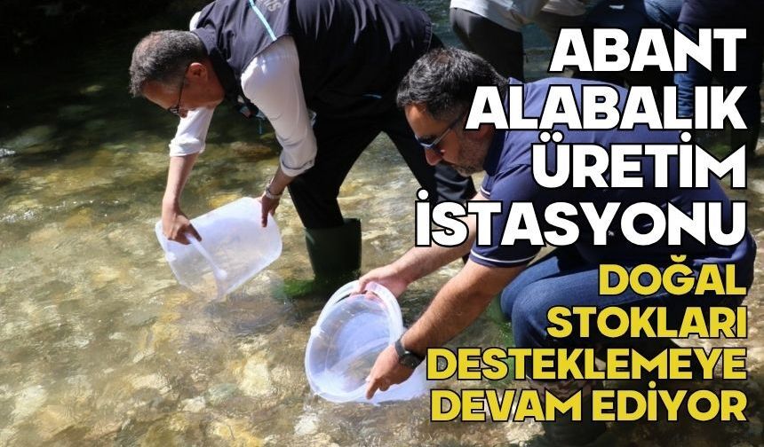Abant alabalık üretim istasyonu doğal stokları desteklemeye devam ediyor