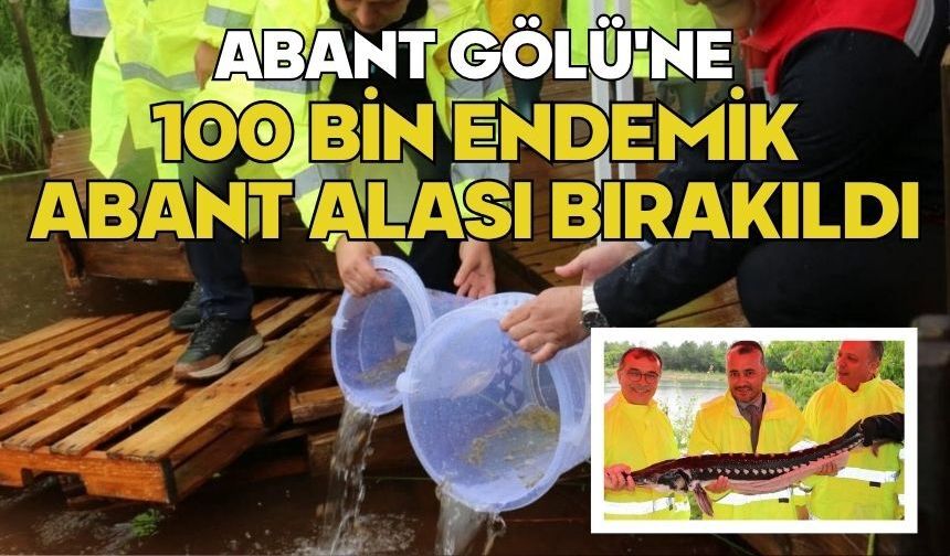 Abant Gölü'ne 100 bin endemik Abant alası bırakıldı
