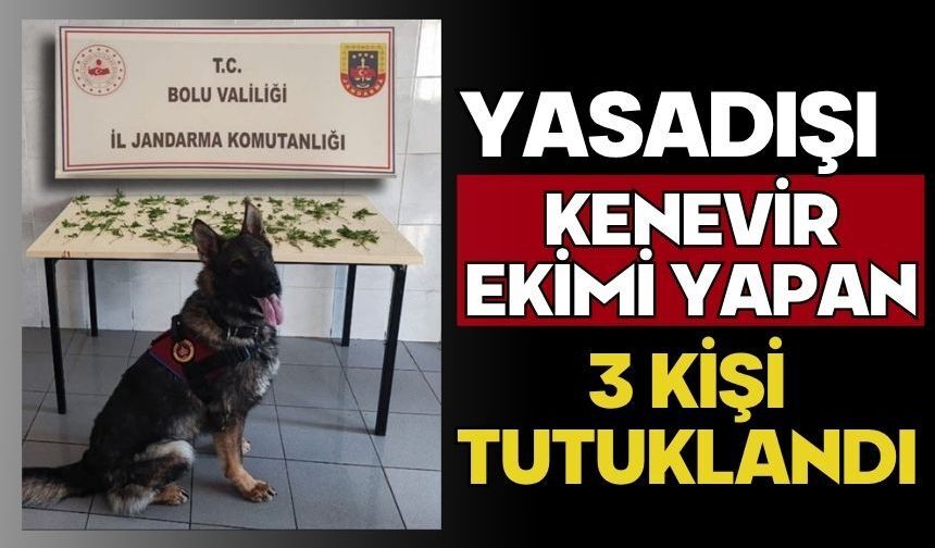 Yasadışı Kenevir Ekimi Yapan 3 Kişi Tutuklandı