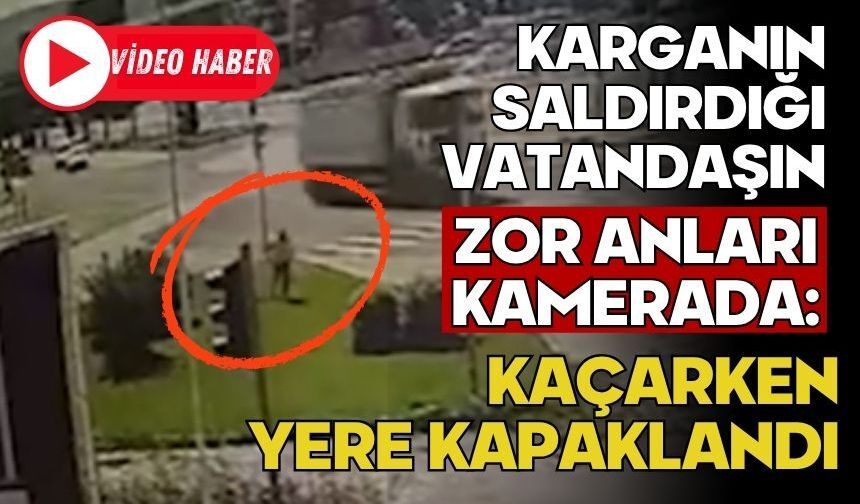 Karganın saldırdığı vatandaşın zor anları kamerada: Kaçarken yere kapaklandı