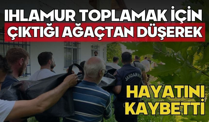 Ihlamur toplamak için çıktığı ağaçtan düşerek hayatını kaybetti