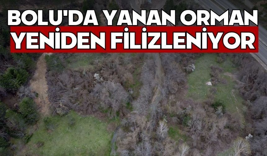 Bolu'da yanan orman yeniden filizleniyor