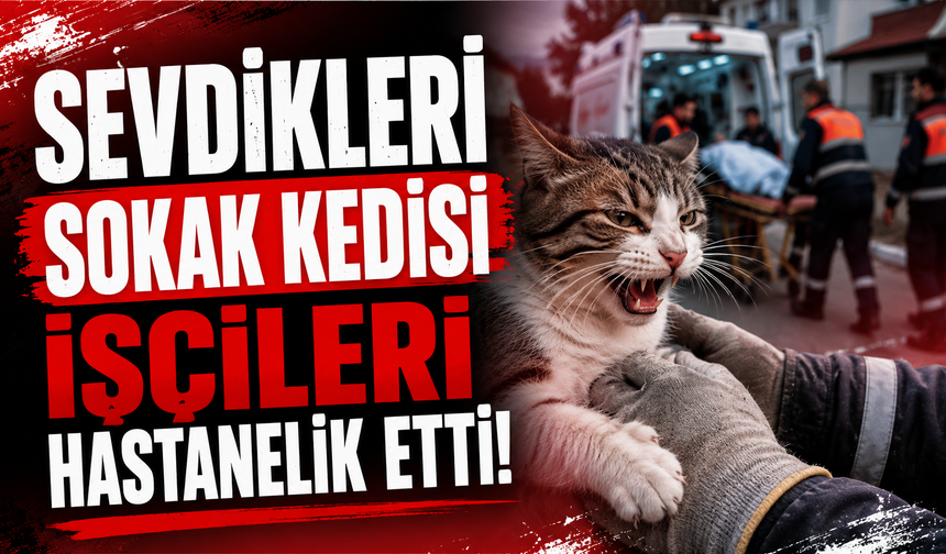 Sevdikleri sokak kedisi işçileri hastanelik etti