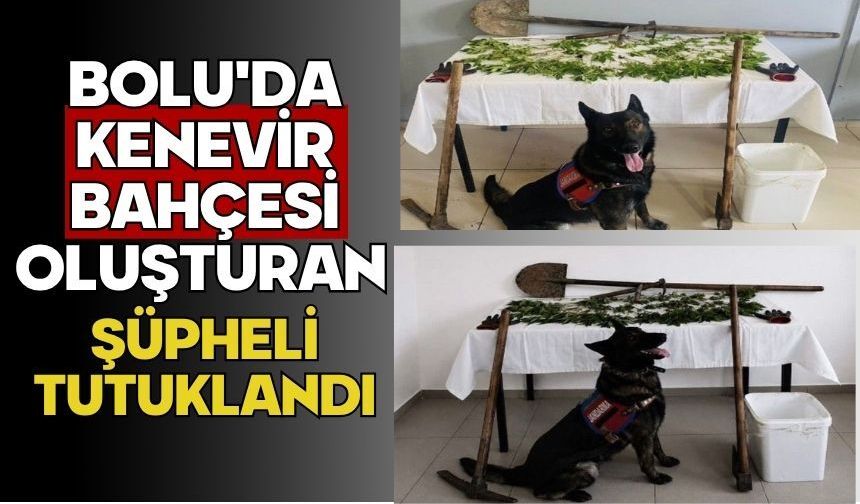 Bolu'da kenevir bahçesi oluşturan şüpheli tutuklandı