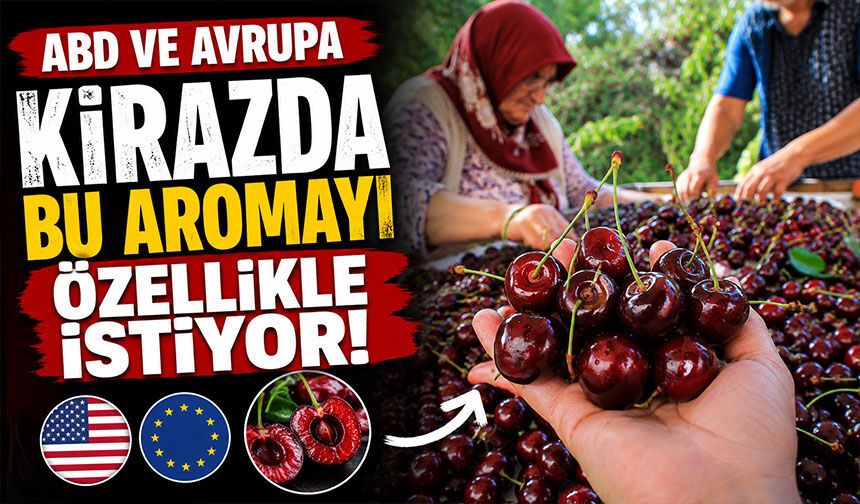 ABD ve Avrupa kirazda bu aromayı özellikle istiyor
