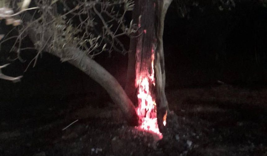 Burhaniye'de ot yangını bekçilerin dikkati sayesinde büyümeden önlendi