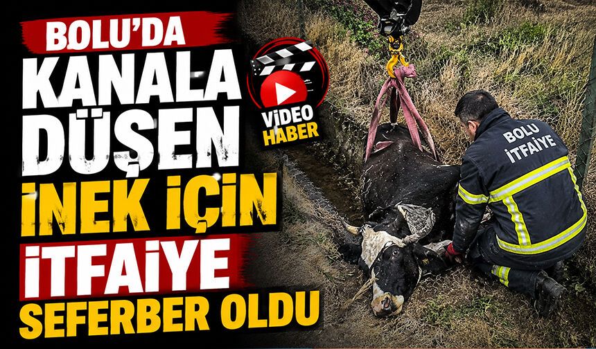 Bolu'da kanala düşen inek için itfaiye seferber oldu